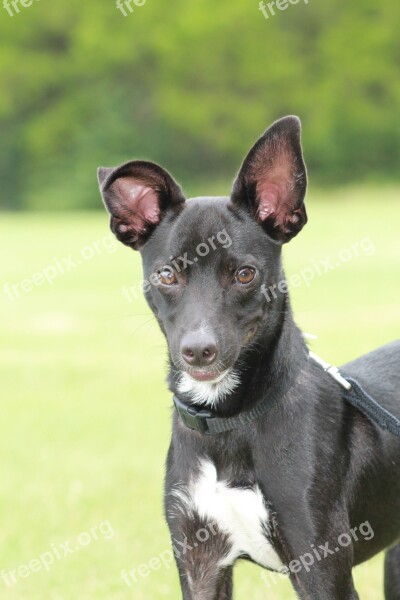 Dog Black Dog Big Ears Free Photos