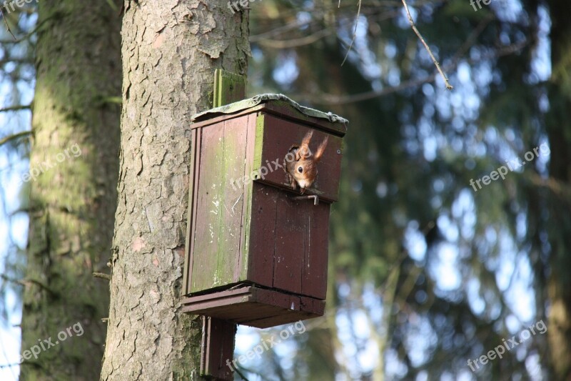 Squirrel Nature Animal Rodent Verifiable Kitten