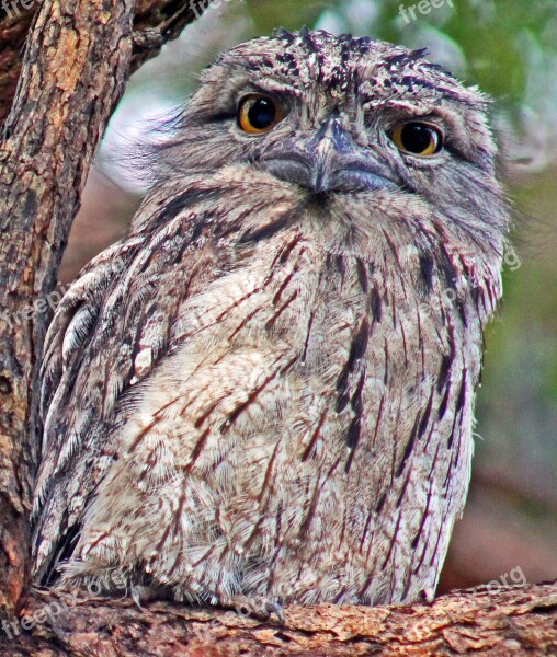 Frogmouth Bird Wildlife Nature Australia