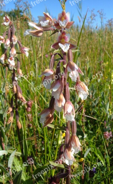 Orchid Marsh Helleborine Flower Free Photos