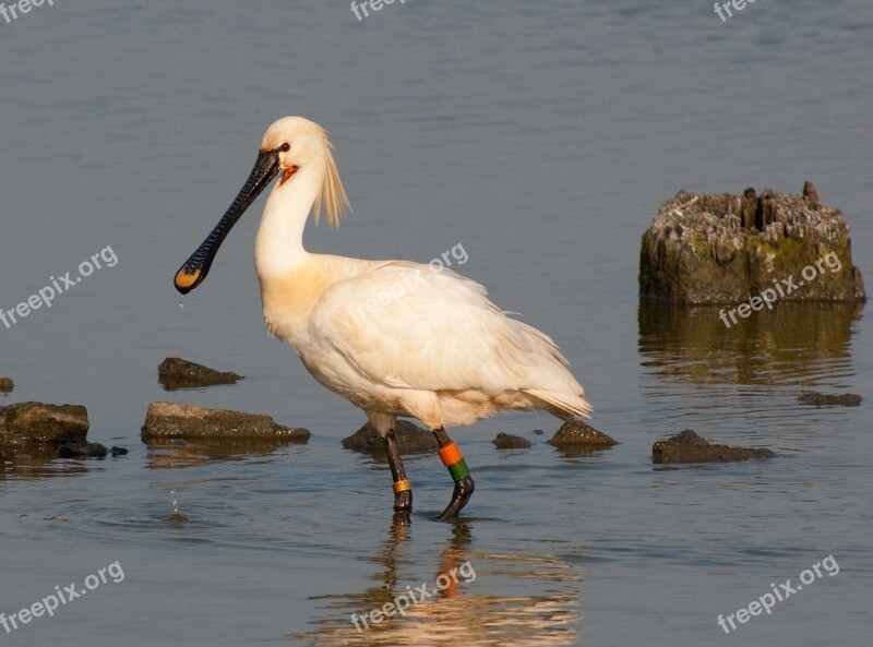 Bird Spoonbill Texel Free Photos