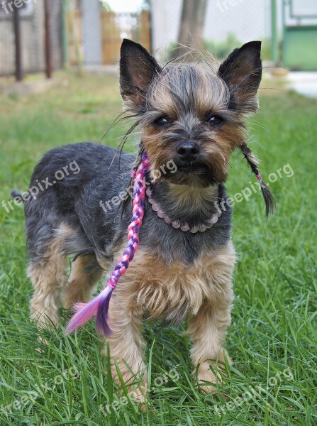 Yorkie Dog Fashionable Nice Sweet