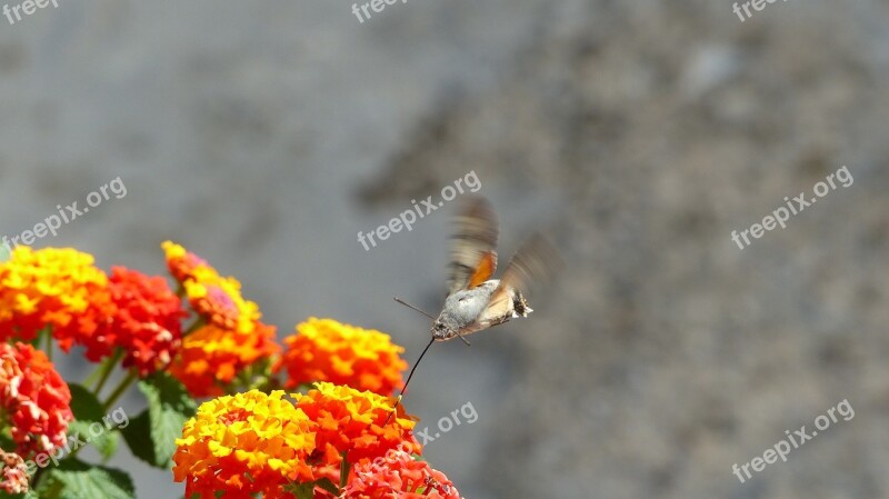 Croatia Flowers Hummingbird Hawk Moth Free Photos