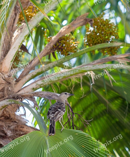 Figbird Sphecotheres Vieilloti Townsville Region Waterways Parks Wildlife