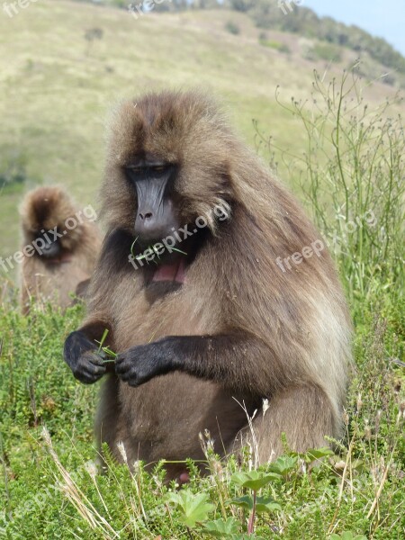 Ethiopia Africa National Park Monkey Gelada Simian