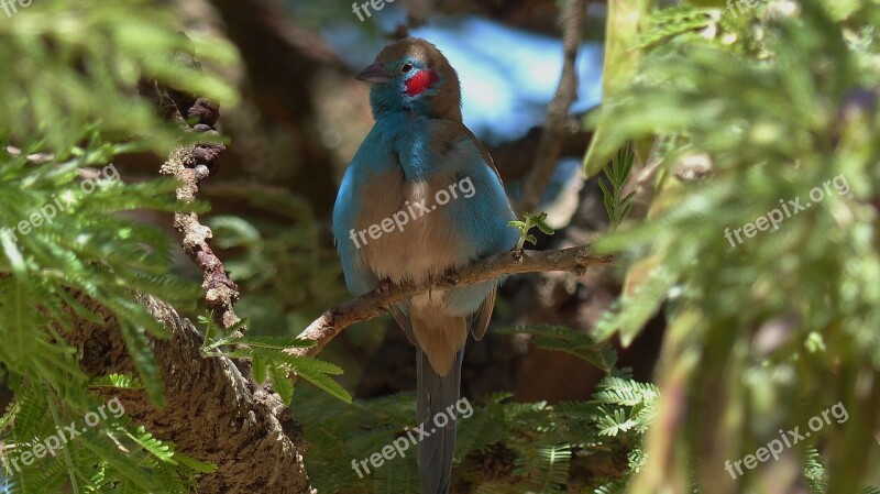 Ethiopia Bird Africa Volatile Animal