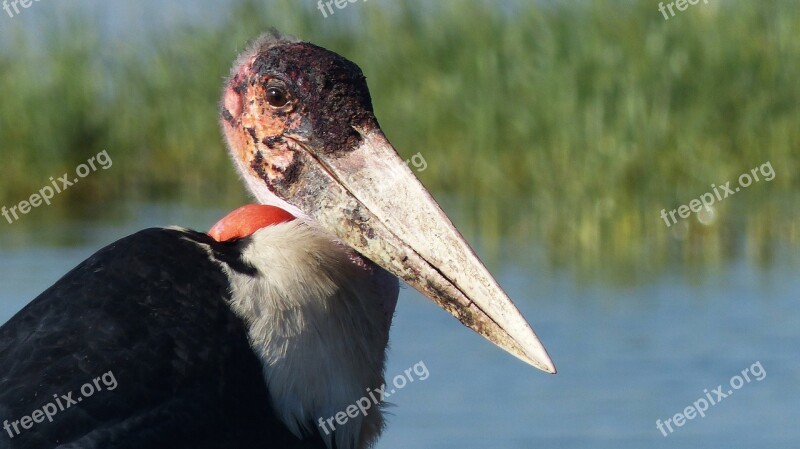 Ethiopia Africa Bird Marabou Animal