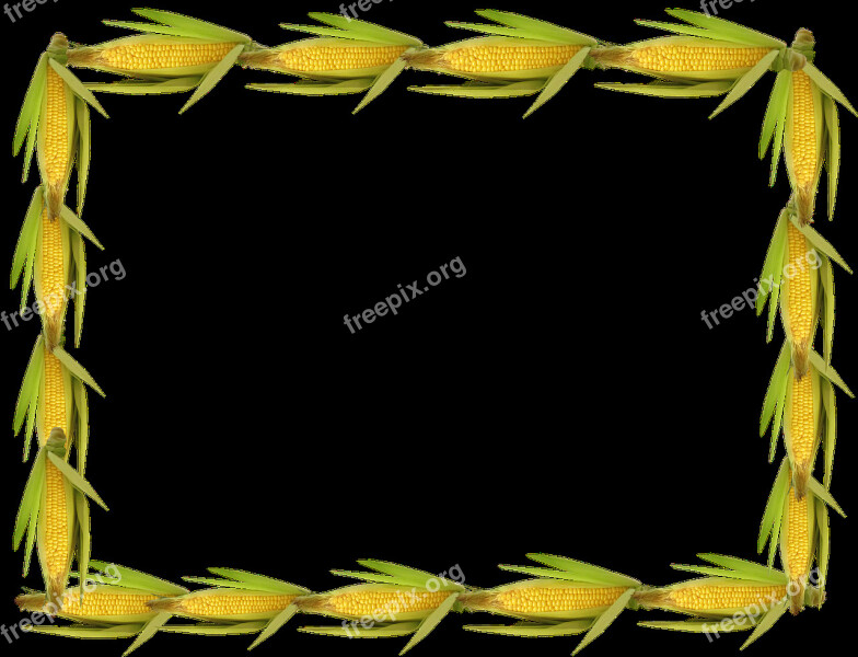 Frame Border Sweetcorn Free Photos