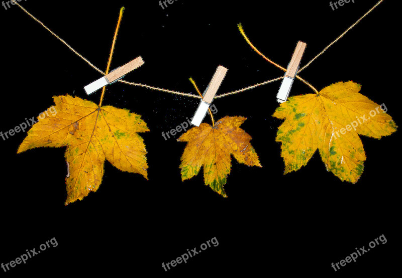 Nature Leaves Autumn Transparent Background Free Photos