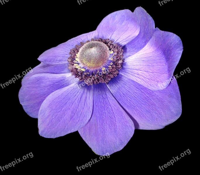 Anemone Flower Violet Nature Transparent Background