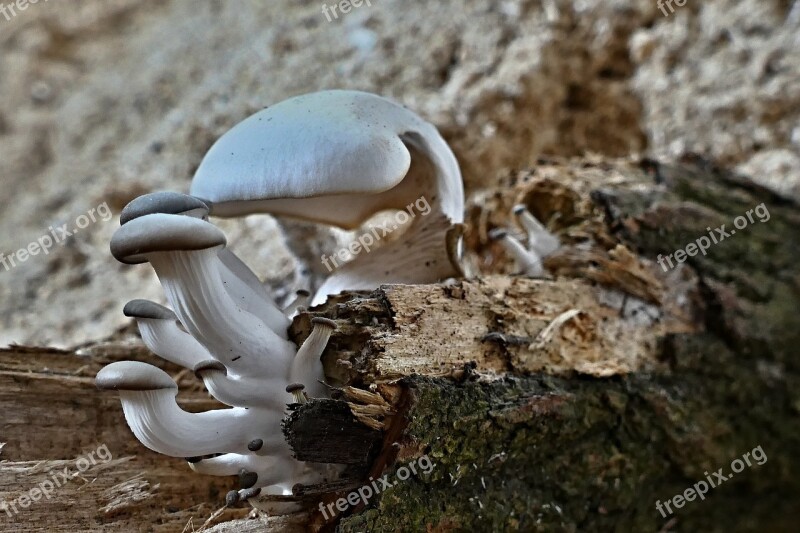 Wild Mushrooms Growth On Tree Nature