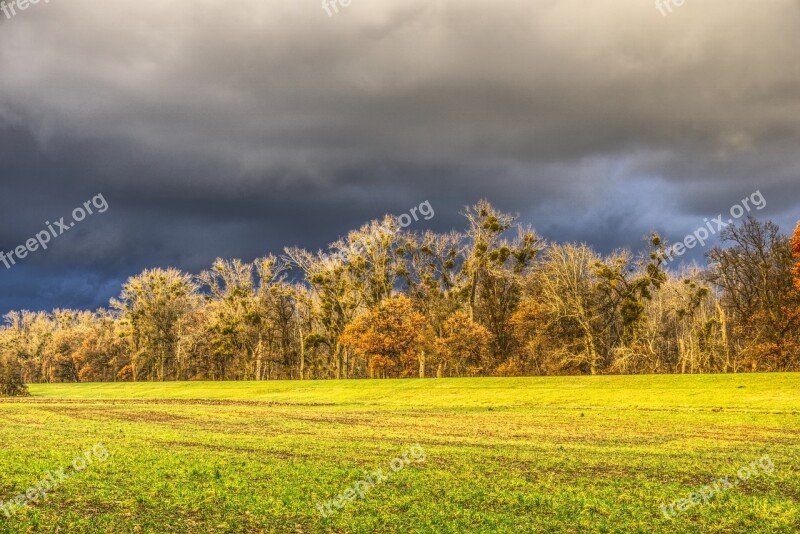 Trees Canopy Meadow Green Sunlight