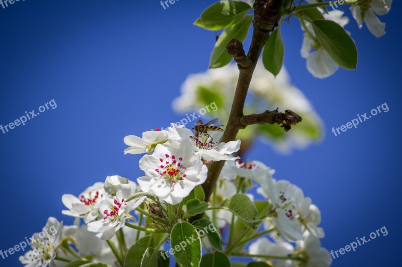 Hover Fly Flowers Tree Nature Insect