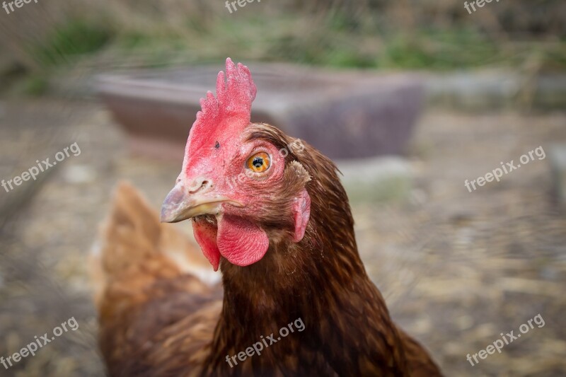 Chicken Chicken Coop Hen Animal Portrait