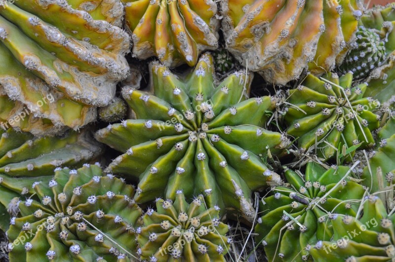 Cactus Desert Plant Thorns Skewers Thorny