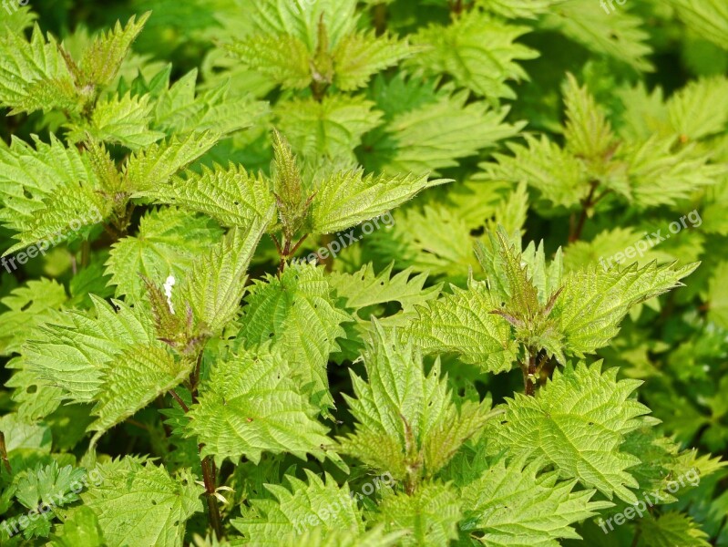 Fresh Nettles Foliation Pointed Young Nature