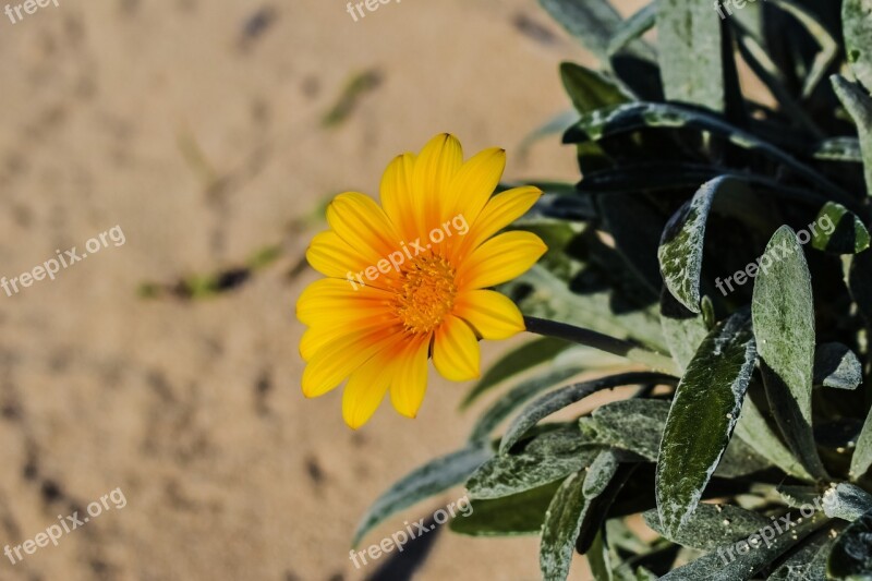 Flower Yellow Plant Ammophilous Nature