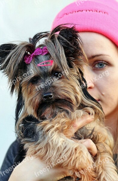 Yorkie Blonde Woman Love Friendship Dog