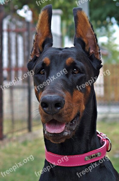 Doberman Head Pink Collar Dog Facial