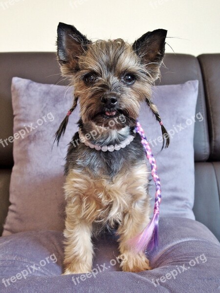 Yorkie Dog Sweet Yorkshire Terrier Fashionable