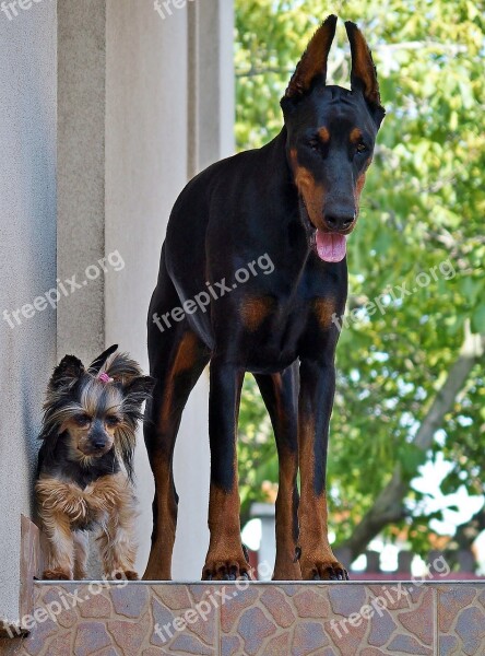 Doberman Yorkie Dogs Love Friendship