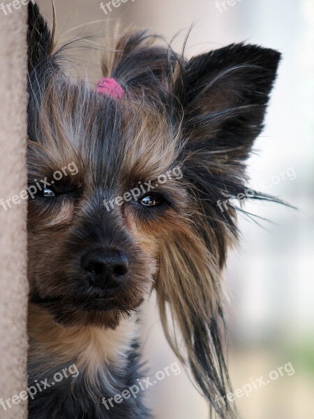 Yorkshire Terrier Dog Sweet Nice Facial