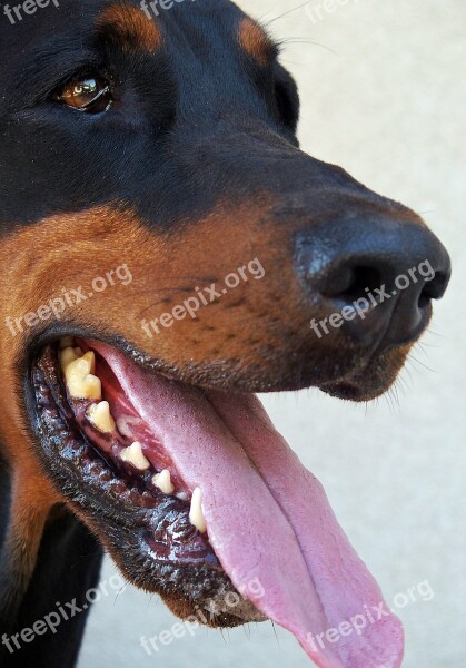 Doberman Head Dog Eye Language