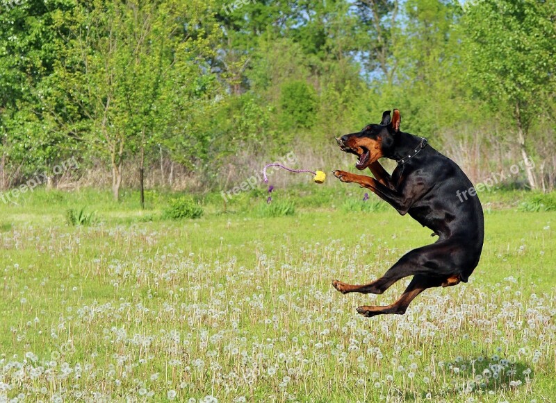 Doberman Dog Jump Ball Game