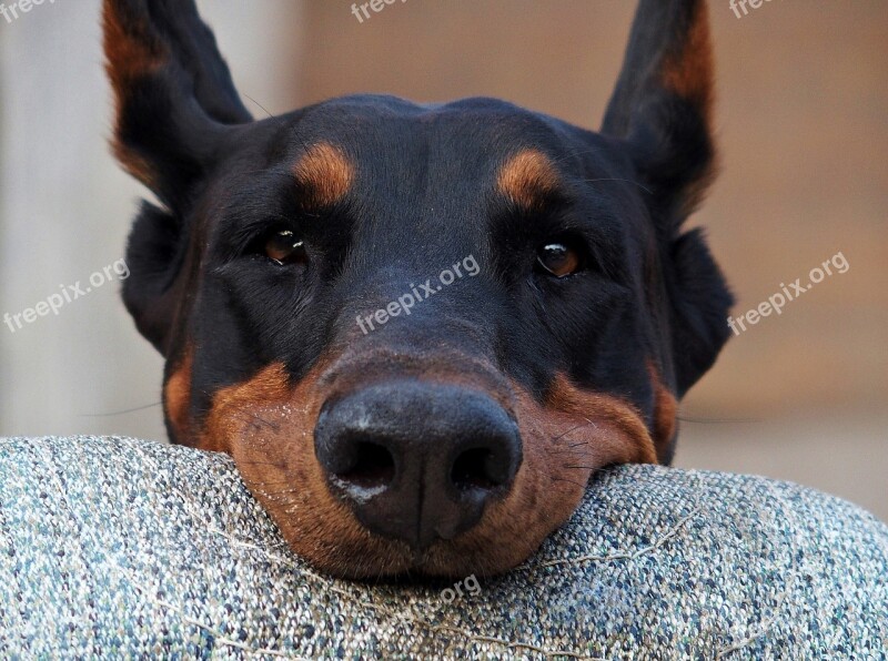 Doberman Head Dog Keep Will