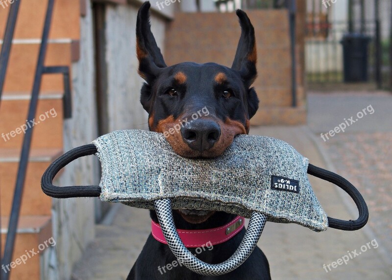 Doberman Dog Keep Pillow Smart