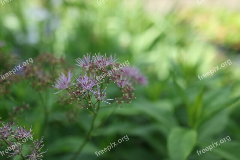 Thalictrum Meadow Rue Columbine Flower Filigree