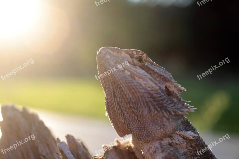 Bearded Dragon Lizard Bearded Dragon Lizard Free Photos