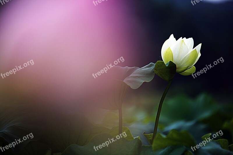 Lotus Flowers Kite Free Photos