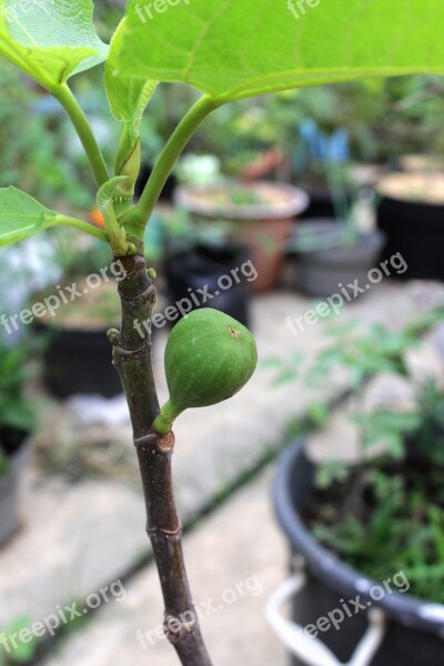 Fig Fruit Ara Plant Green Fig