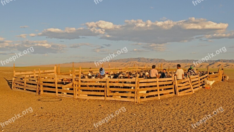 Mongolia Gobi Desert Goats Nomadic Life