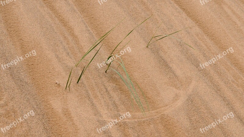 Mongolia Desert Structure Grass Pattern Sand Pattern