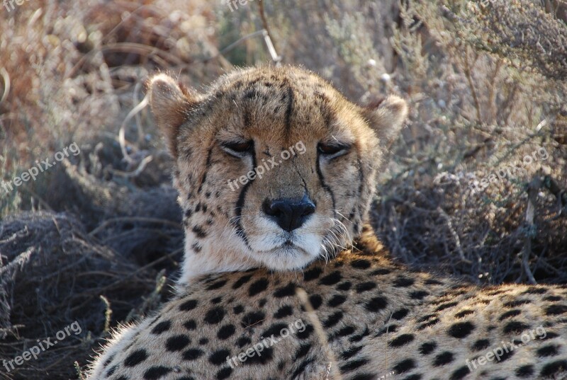 Cheetah South Africa Wildlife Free Photos