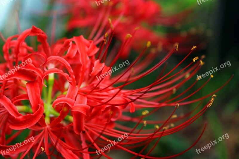 Amaryllis Flowers Plant Amaryllidaceae Red