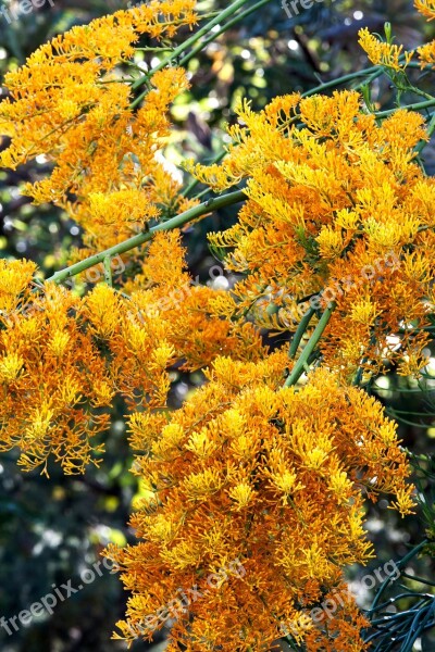 West Australian Christmas Tree Native Plant Australia Bloom