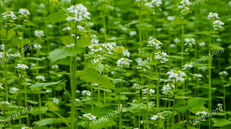 Flowers Flower White Forest Green