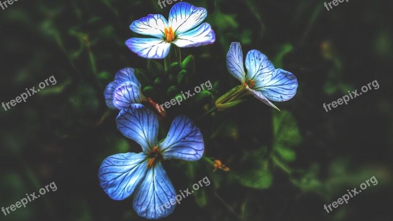 Flower Tiny Flowers Hd Wallpaper Green Blurred Background