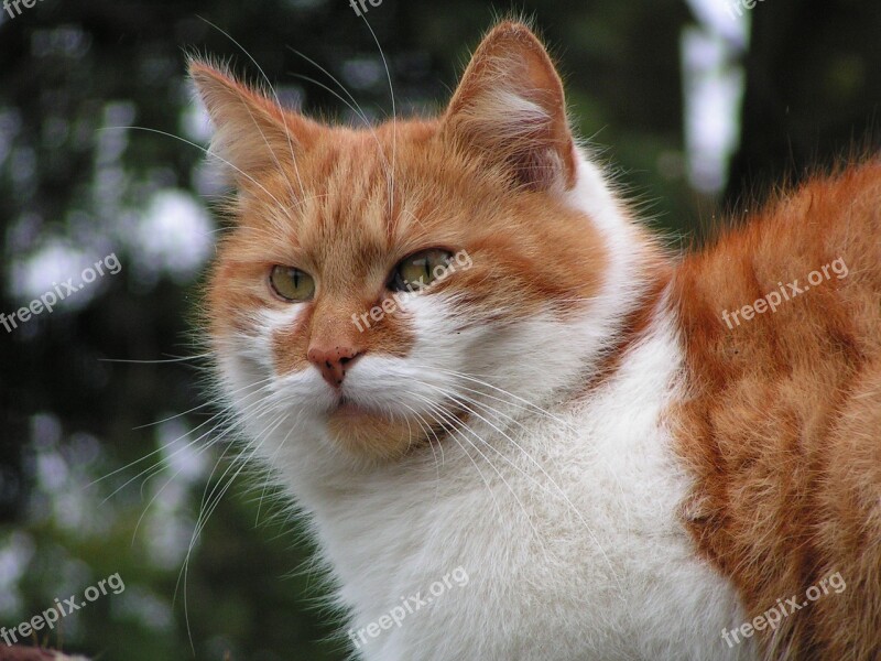 Cat Red Tomcat Furry Watch Pet