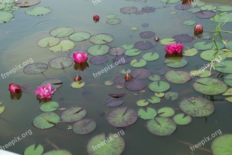 Water Lilies Pond Aquatic Plant Nature Free Photos