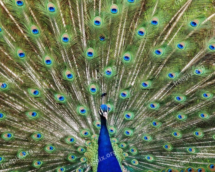 Peacock Bird Feather Animal Pride