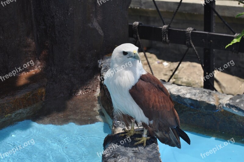 Manila Ocean Park Eagle Standing Free Photos