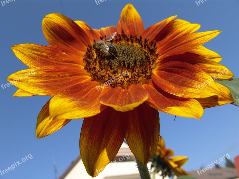 Sunny Blossom Bloom Sunflower Bright