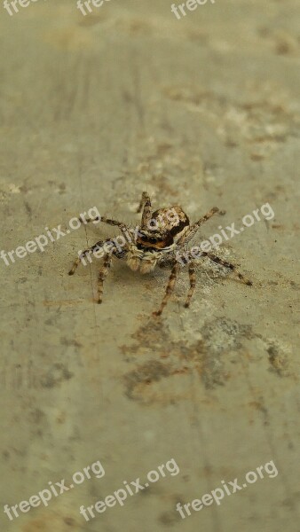 Spider Close-up Spikes Legs Free Photos