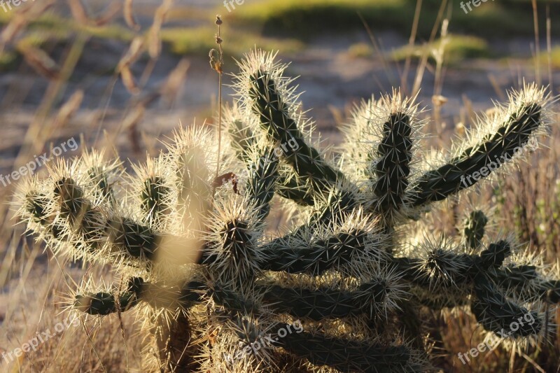 Cactus Hidalgo Tailings Thorns Desert