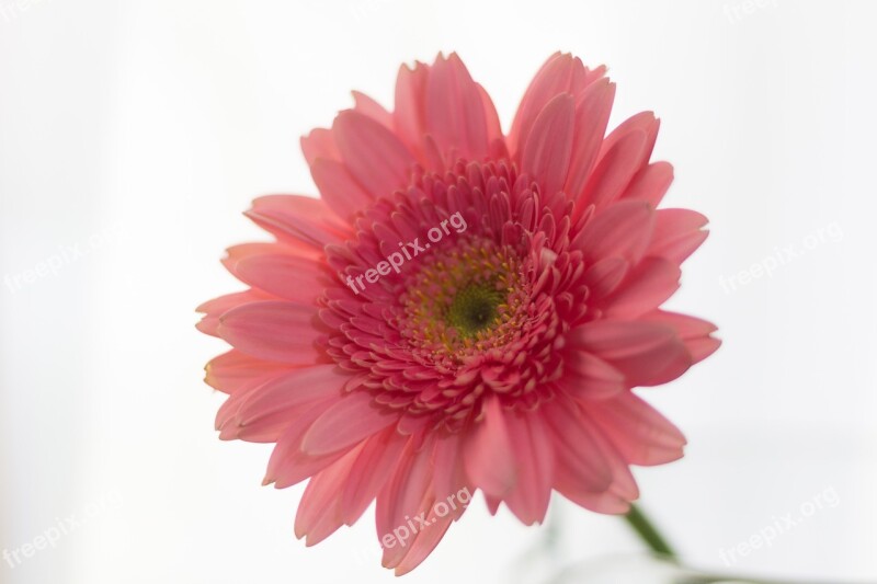 Flower Gerbera Rosa Nature Beauty