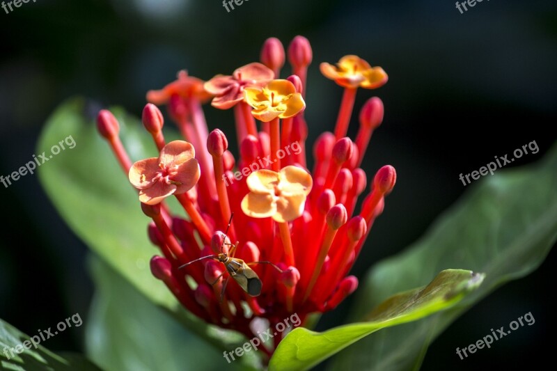 Exotic Flower Colorful Flower Ornamental Flower Flower Pink Purple